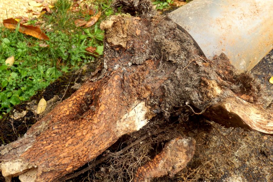 How Tree Roots Can Damage Your Sewer Lines